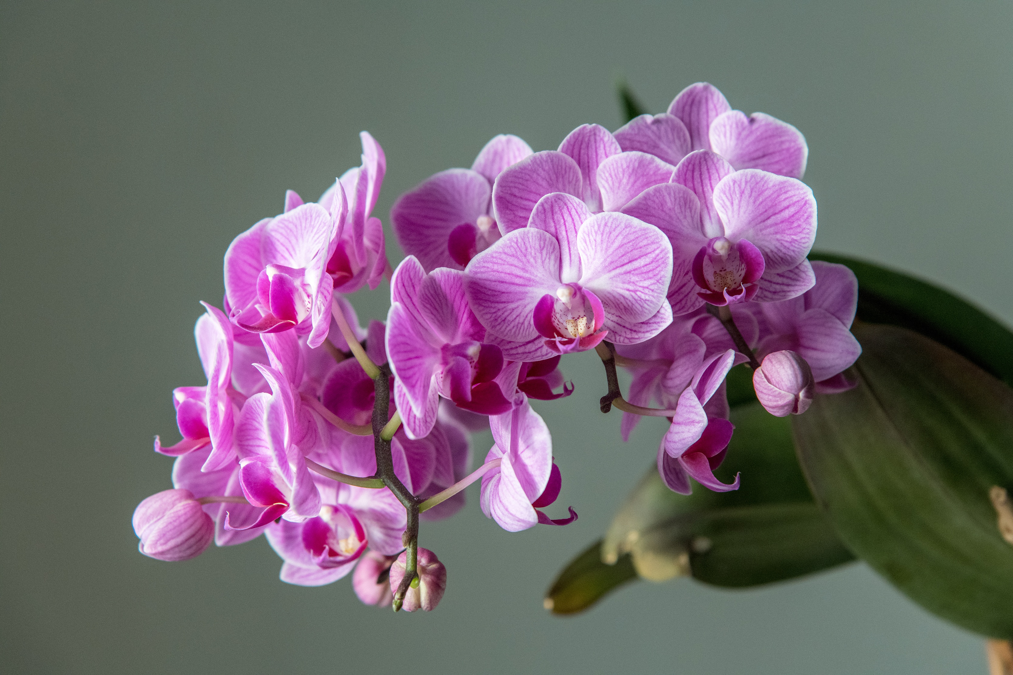 1  BỘ SƯU TẬP  Hình ảnh màu sắc hoa lan hồ điệp đẹp nhất