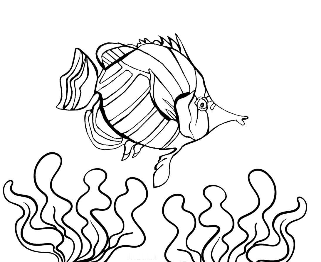 Bé tập tô màu con cá  Dạy bé tô màu nước  Fish Coloring Page   YouTube