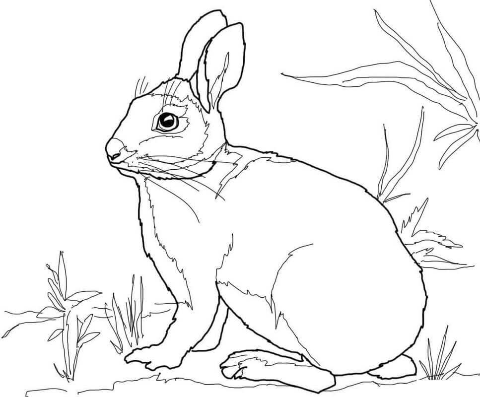 Tranh tô màu con thỏ trên bãi cỏ