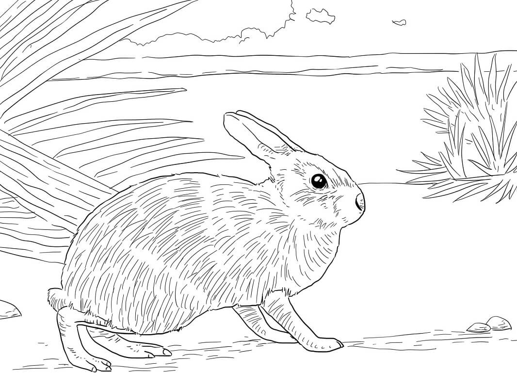 Tranh tô màu con thỏ trong rừng