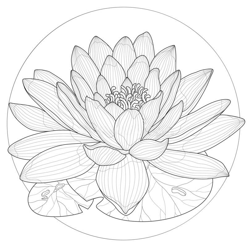 Lotus Flower Coloring