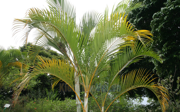 Cây Dừa Cảnh - Ý nghĩa phong thủy, cách trồng và chăm sóc
