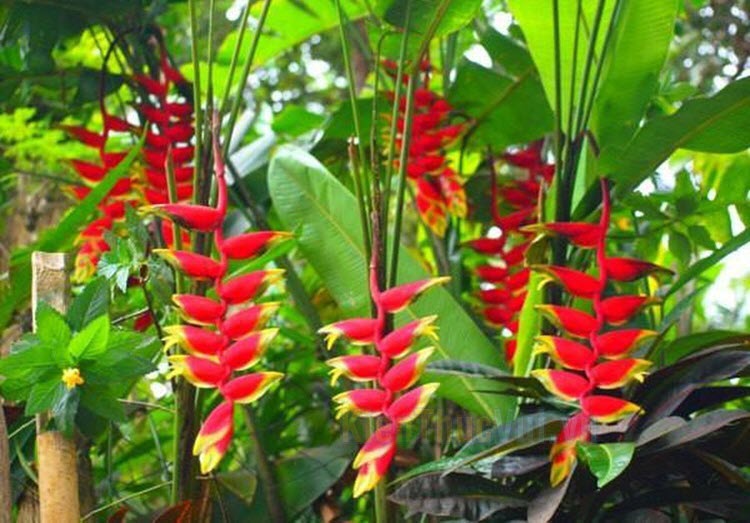 Cây sinh trưởng và phát triển tốt ở các khu vực nhiệt đới có khí hậu nóng ẩm