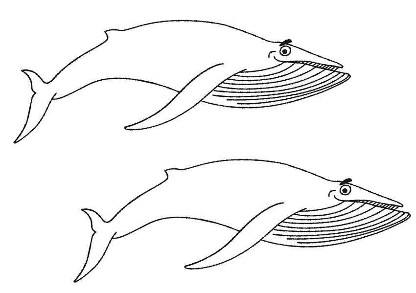 Tranh tô màu 2 chú cá voi xanh