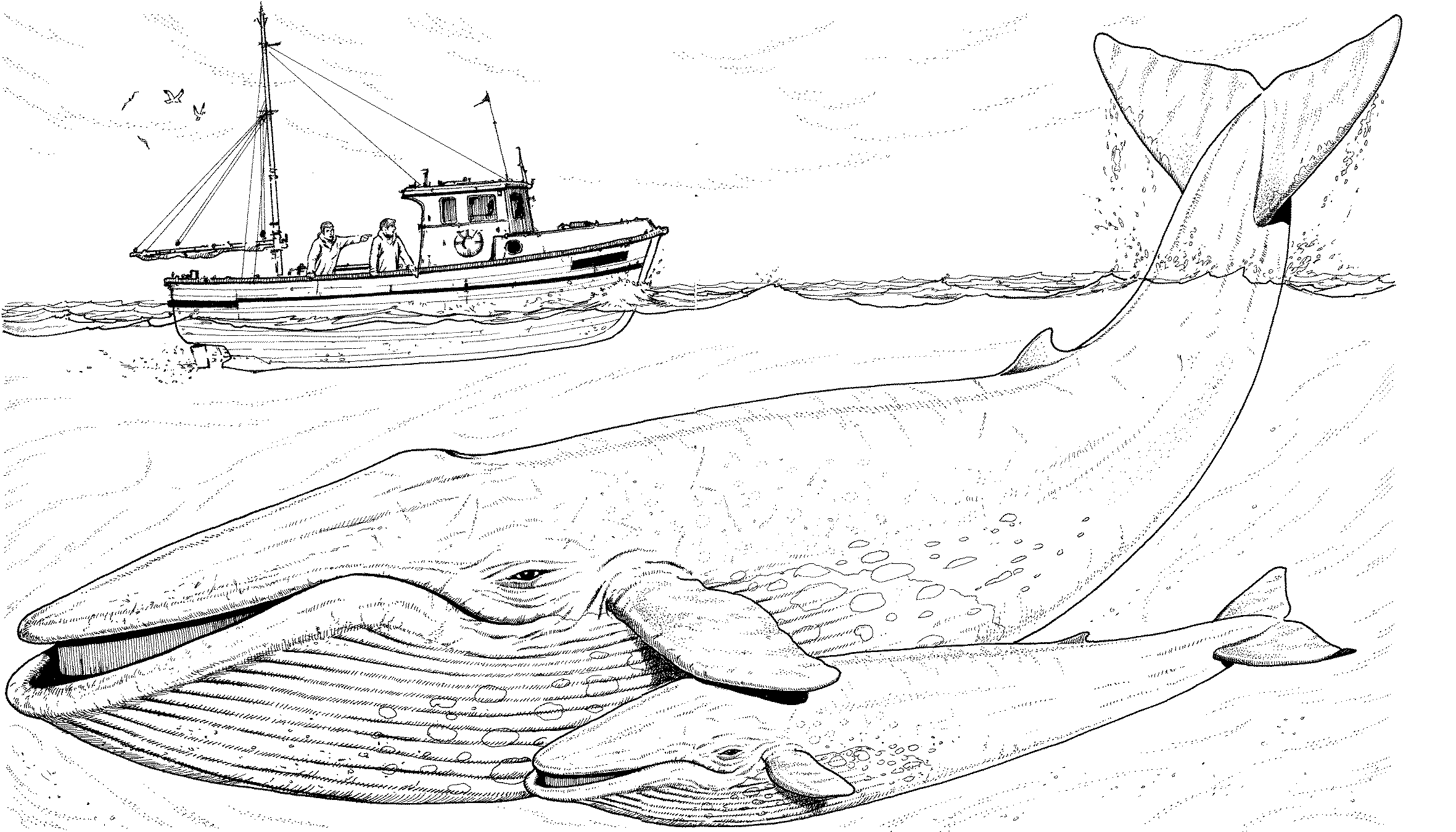 Tranh tô màu cá voi và con tàu đánh cá