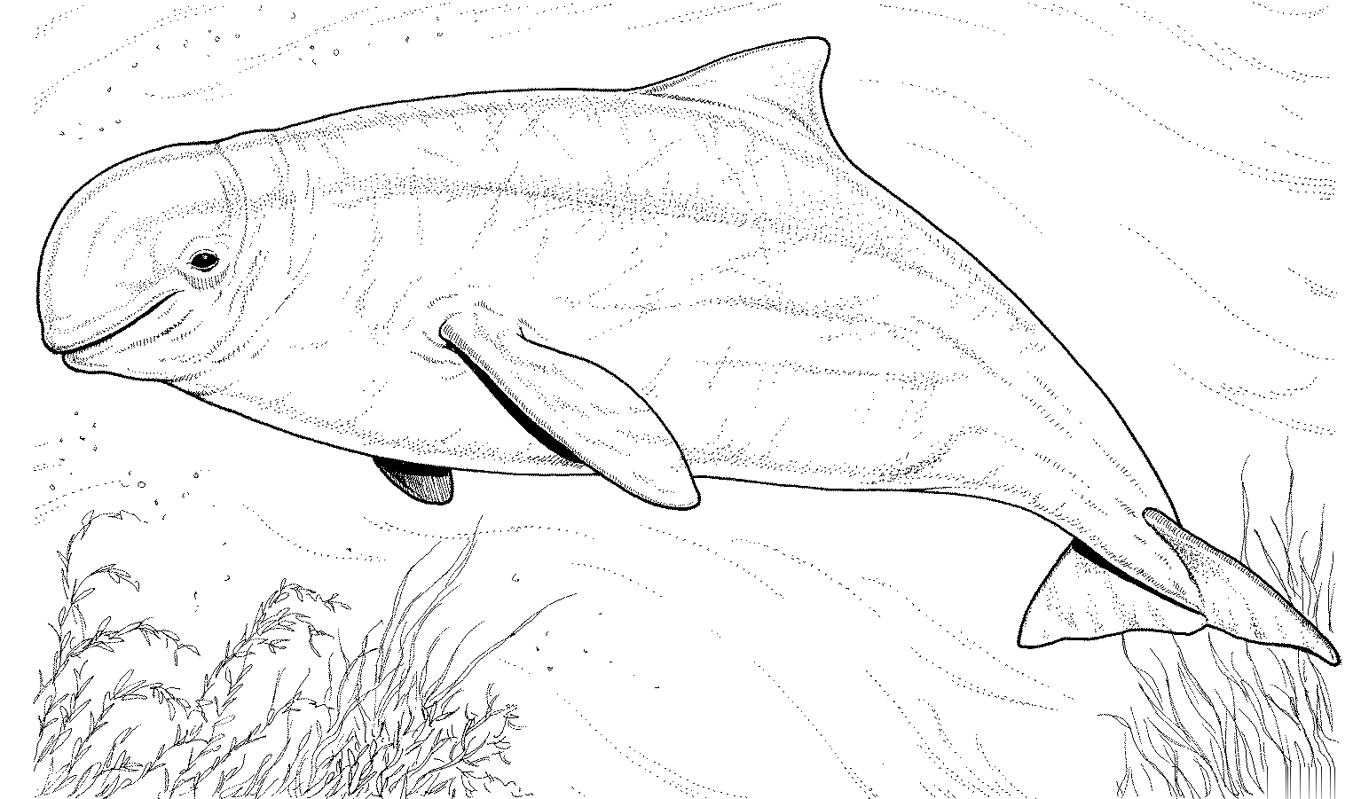 Tranh tô màu cho bé hình cá voi Beluga