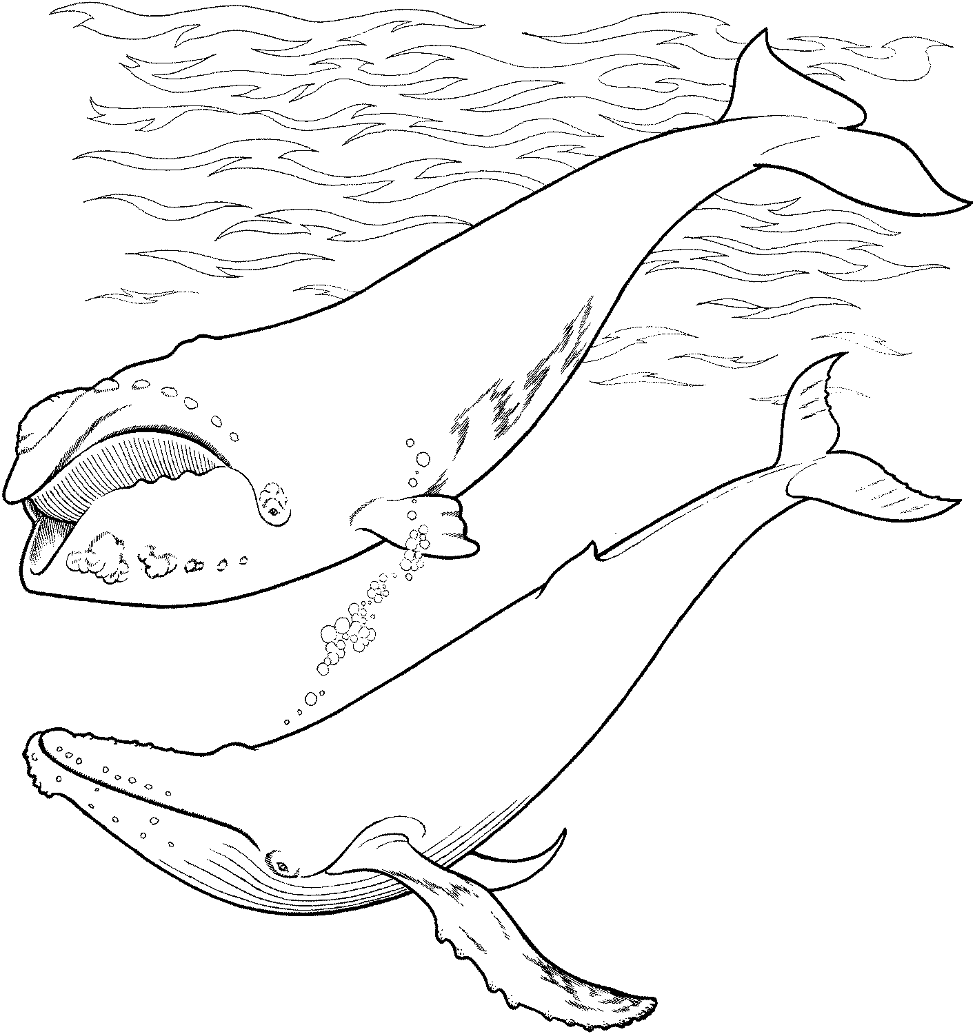 Tranh tô màu chủ đề cá voi