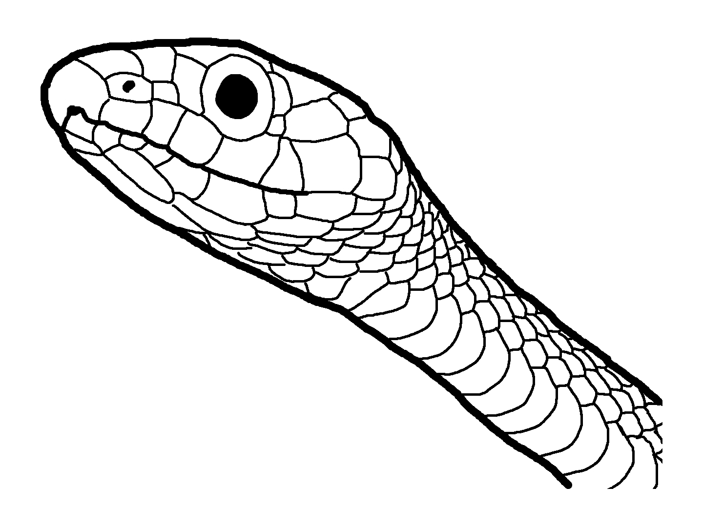 Tranh tô màu đầu con rắn