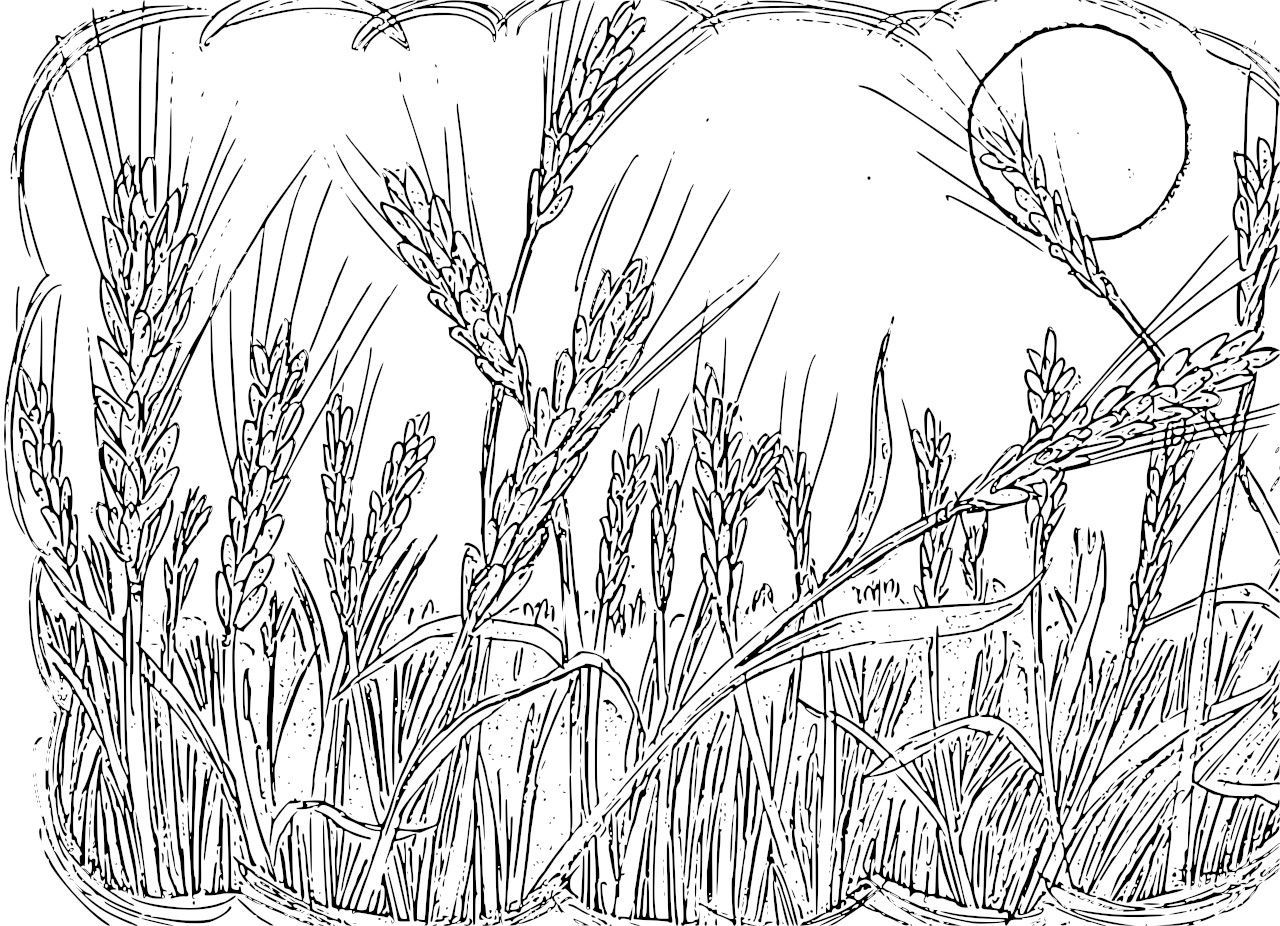 Tranh tô màu cánh đồng lúa cho bé