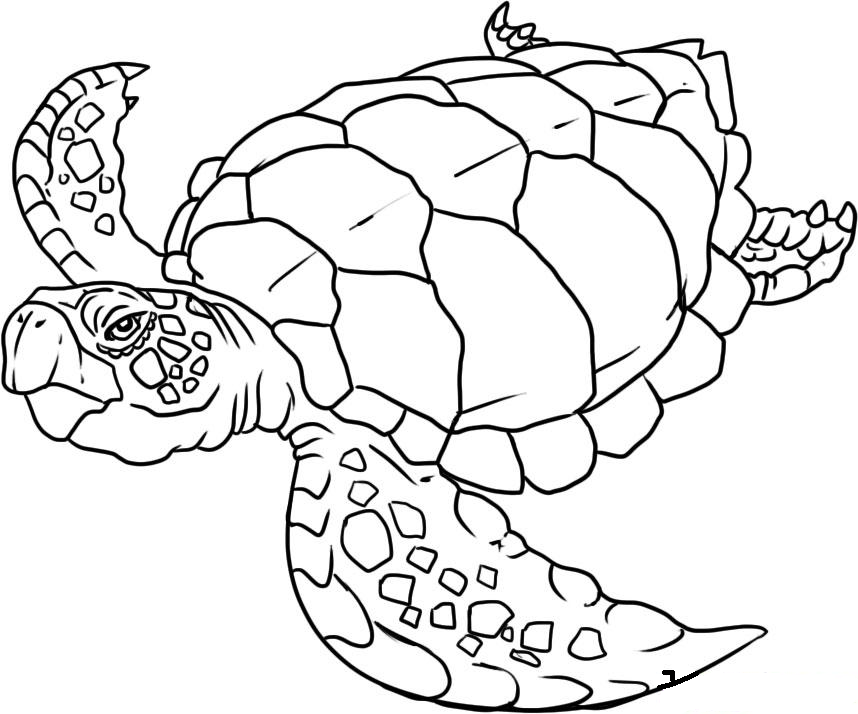 Hình rùa biển cho bé tô màu