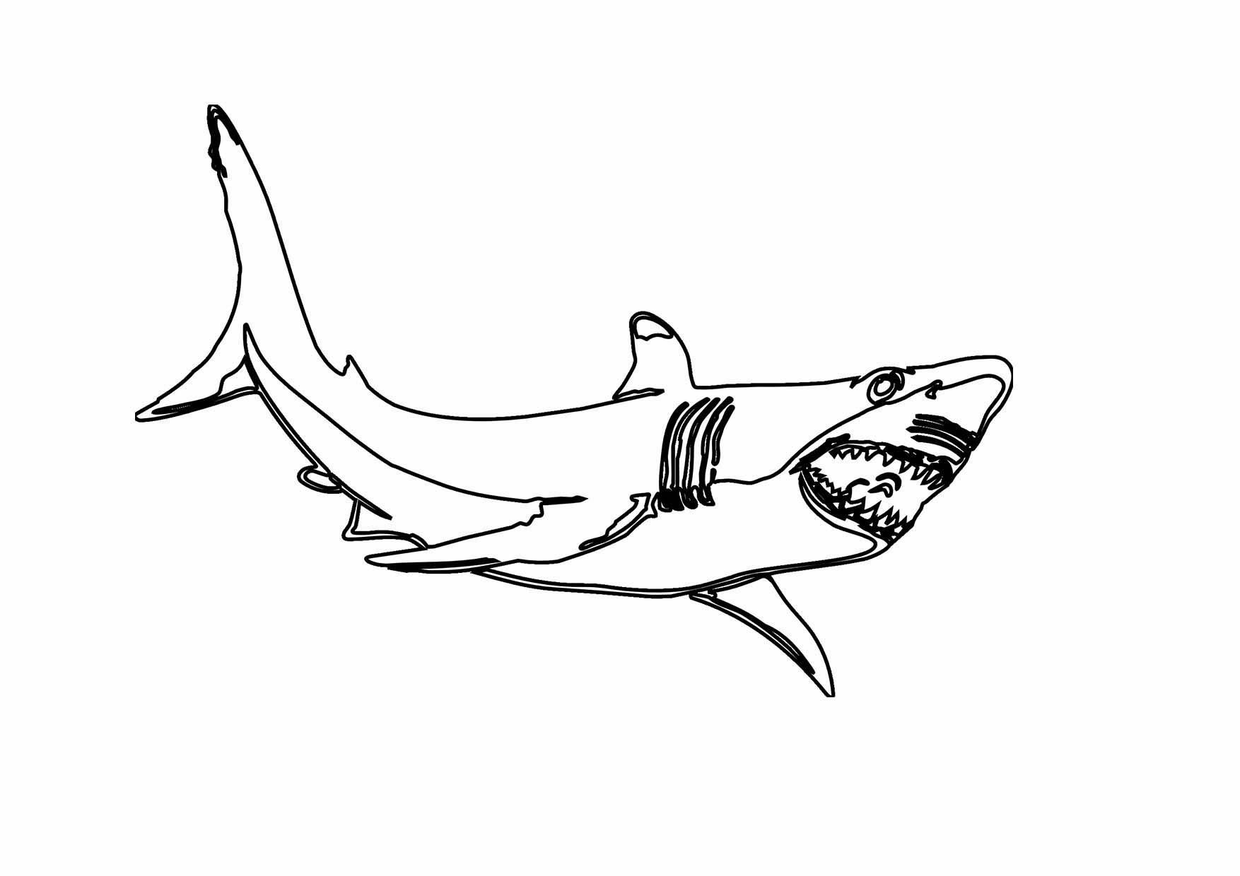 Cập nhật với hơn 108 hình vẽ cá mập hay nhất  thtantai2eduvn