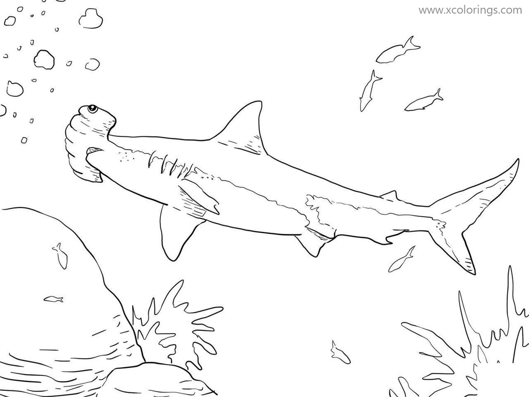 Tranh tô màu sắc loài cá mập đầu búa