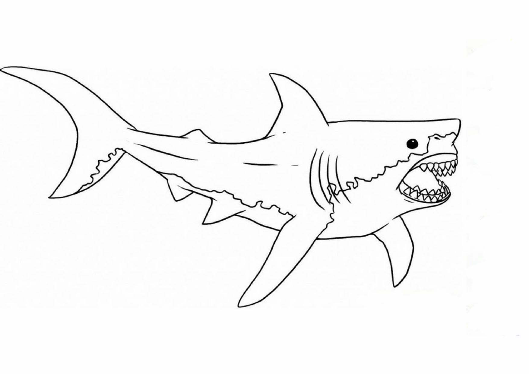 Cập Nhật Hơn 51 Về Hình Vẽ Cá Mập Mới Nhất - Trieuson5
