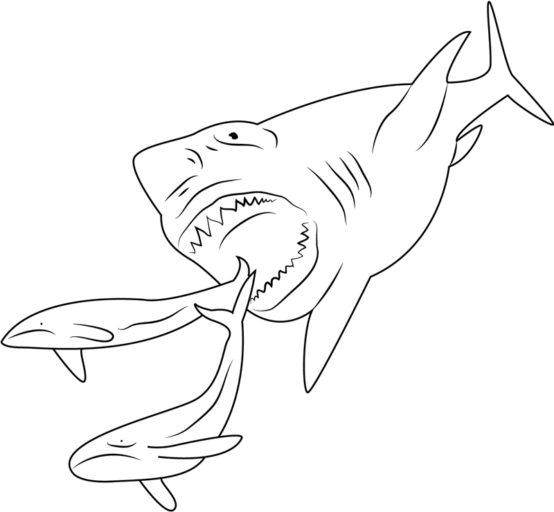 Trang màu của một con cá mập săn mồi