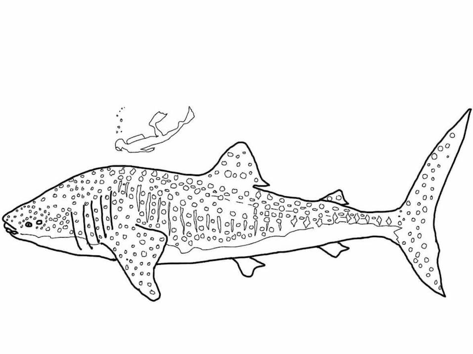 Tranh tô màu con cá mập voi