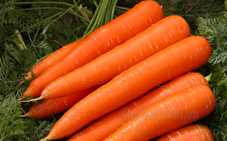 Tranh tô màu củ cà rốt cho bé