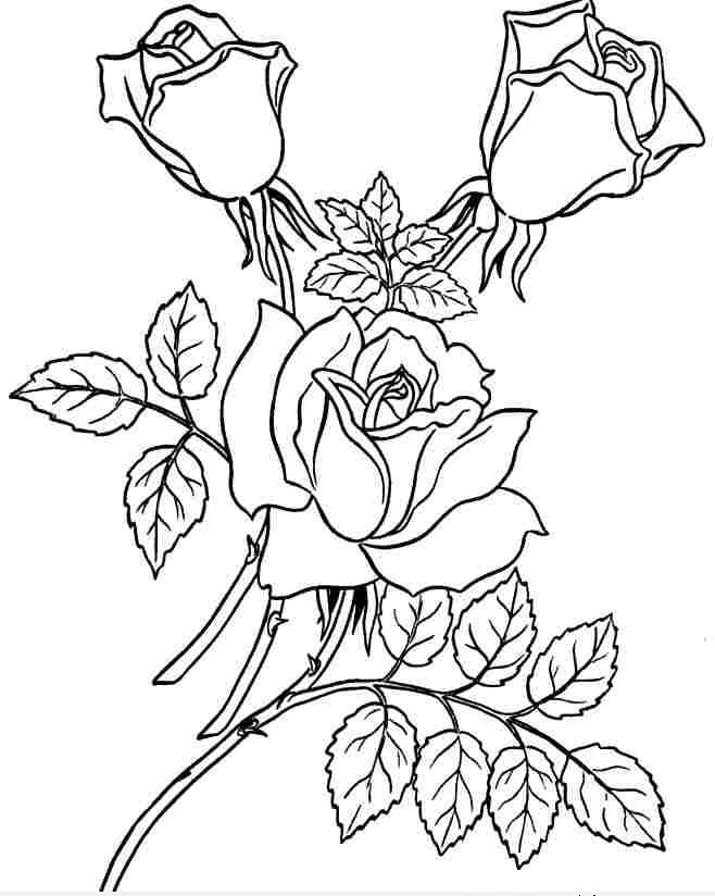 Tranh tô màu hoa và lá cây hoa hồng
