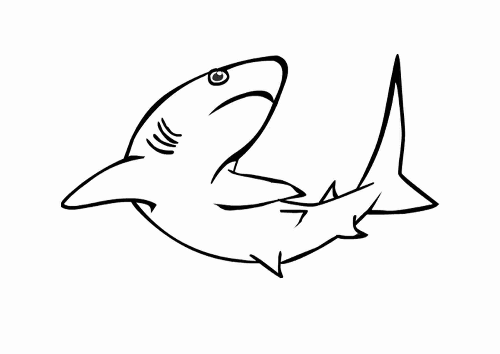Tranh vẽ loài cá mập ko tô màu