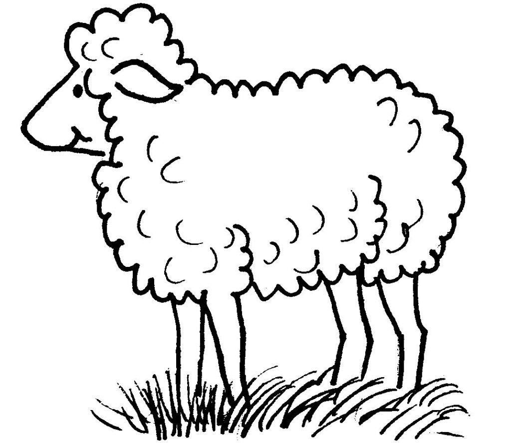 Tranh vẽ con cừu chưa tô màu