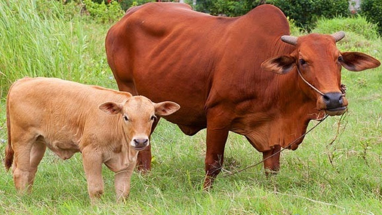 Hình ảnh bò mẹ và bò con