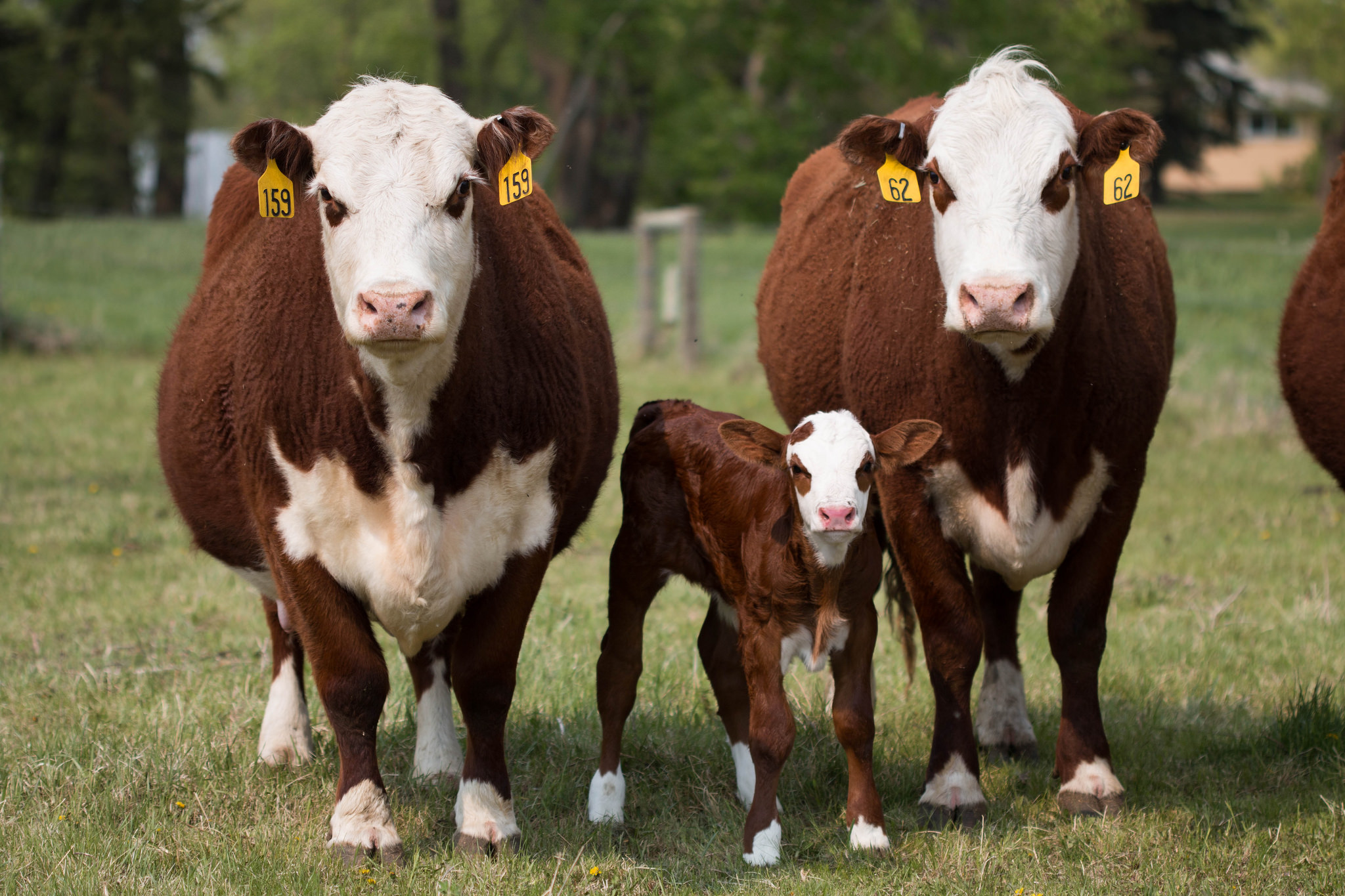 Hình ảnh chăn nuôi và giám sát bò ở Canada