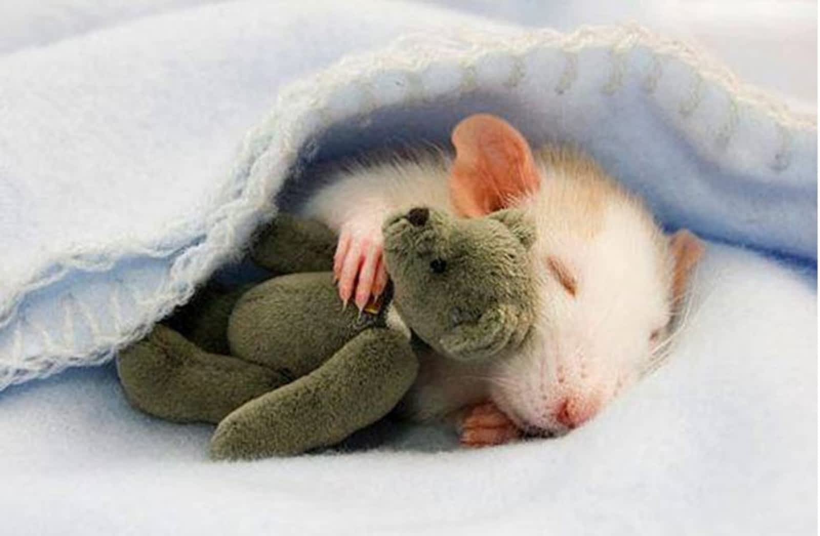 Hình ảnh chuột Hamster đáng yêu nhất