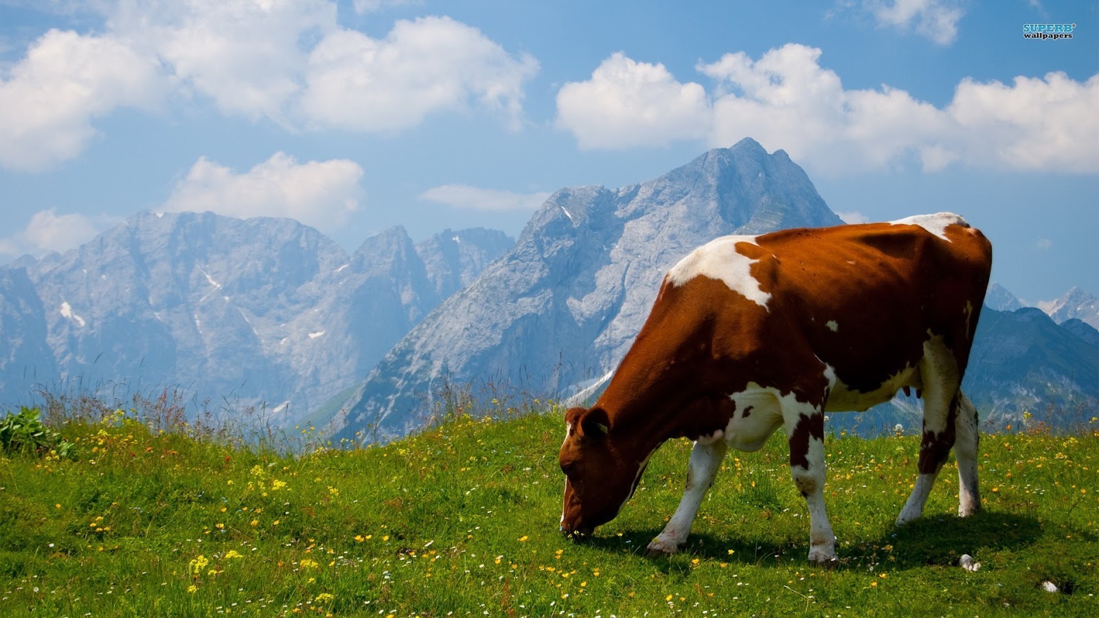 Hình ảnh con bò ăn cỏ