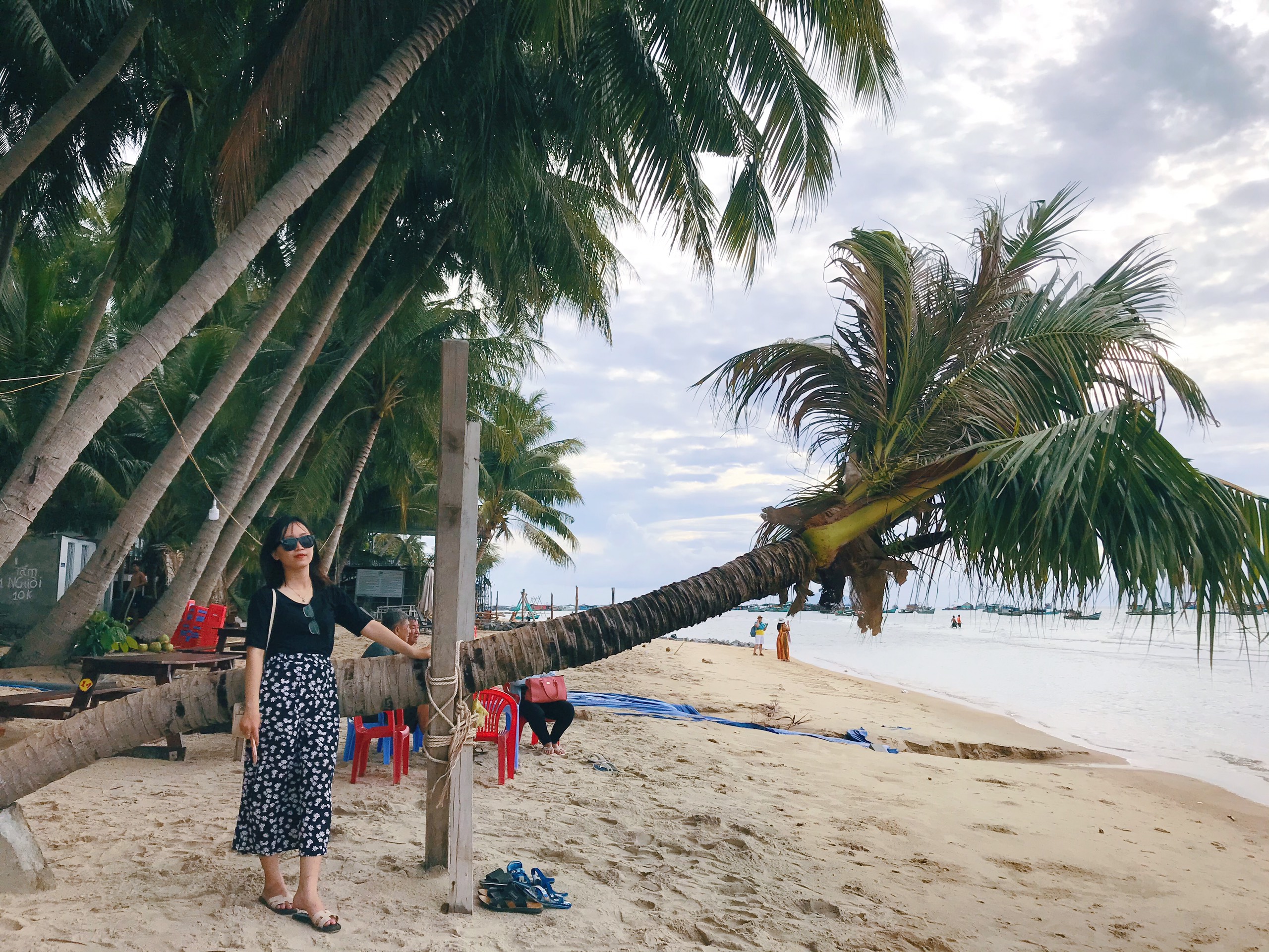 Ảnh cây dừa vươn mình ra biển