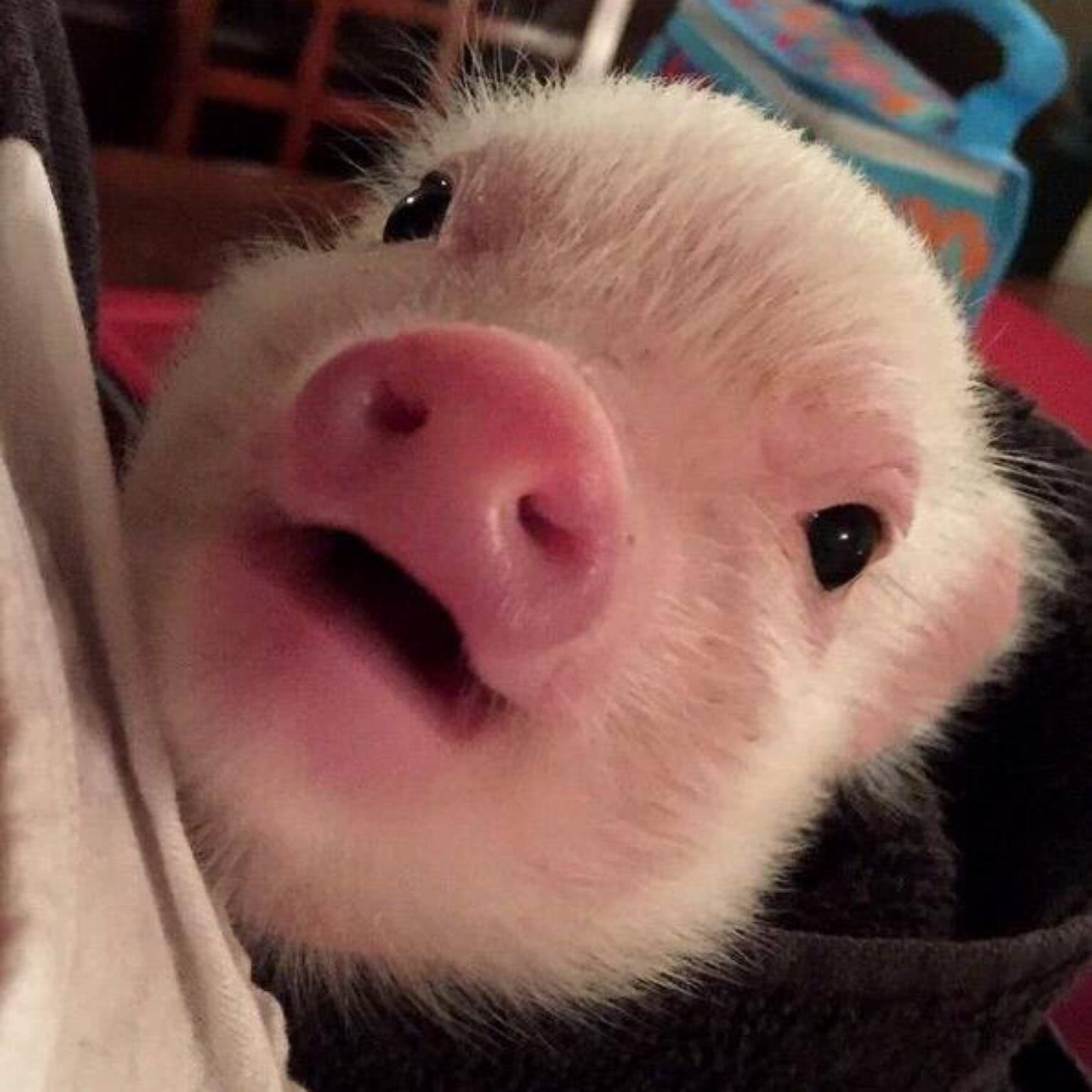 Tải hình hình ảnh con cái Lợn mập xinh tươi đáng yêu và dễ thương nhất
