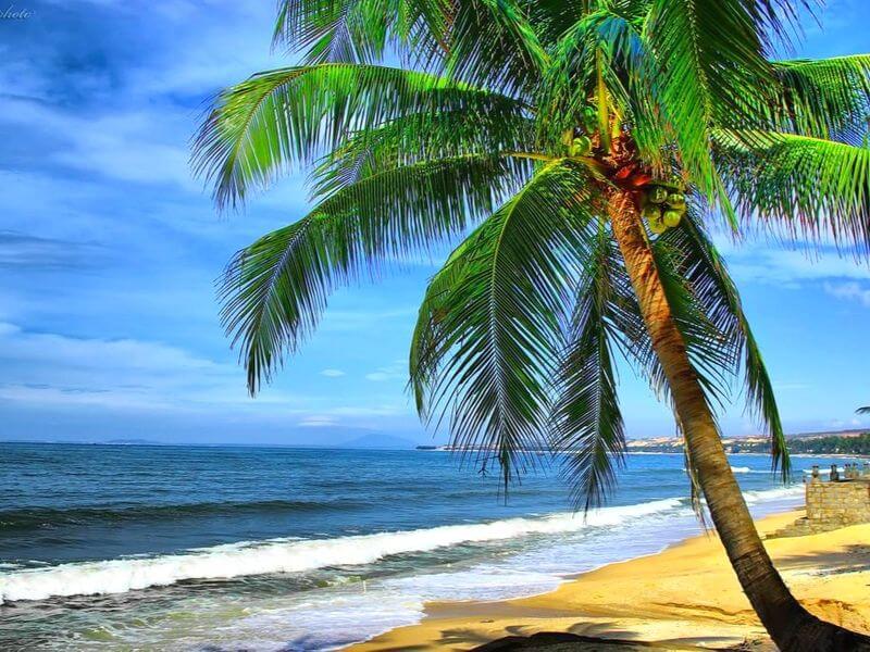 Hình ảnh biển xanh, cát trắng và dừa xanh