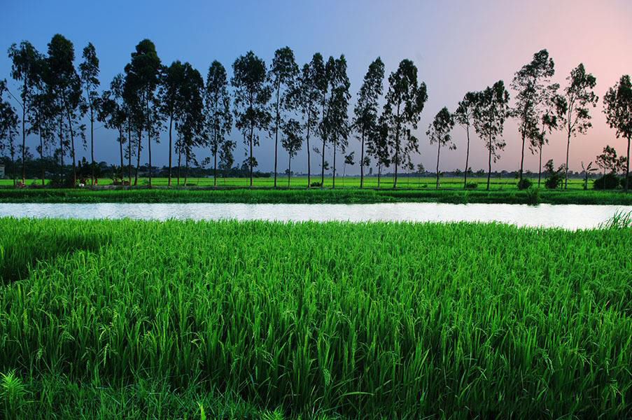 Hình ảnh cánh đồng miền Trung Việt Nam ngát xanh