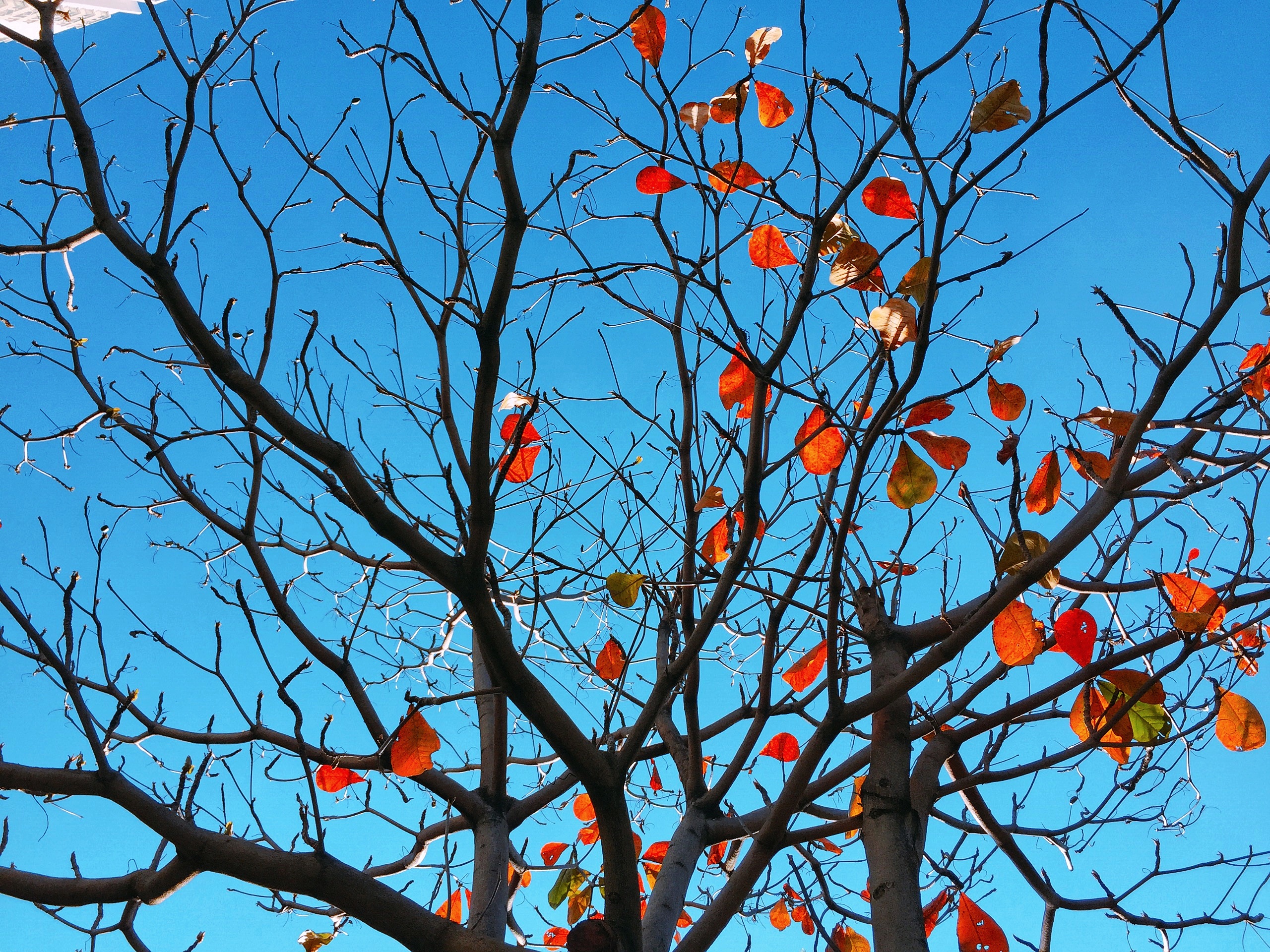 Hình ảnh cây bàng mùa thay lá đỏ rực