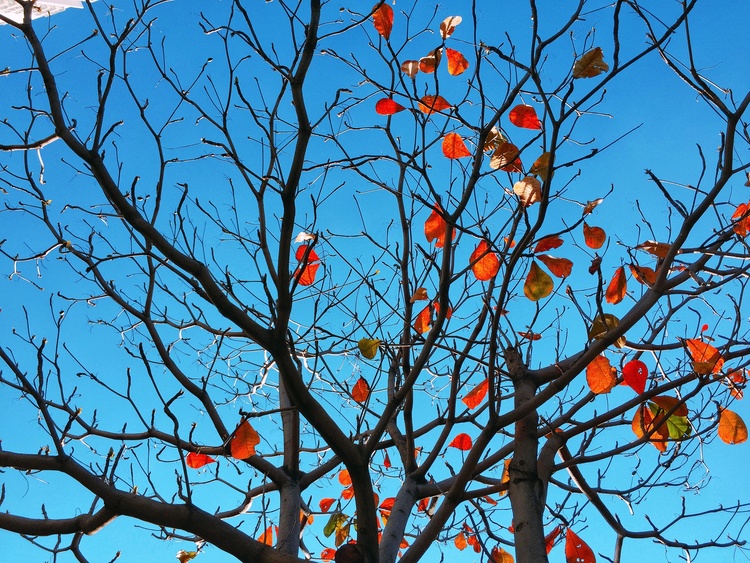Hình ảnh cây bàng mùa thay lá đỏ rực