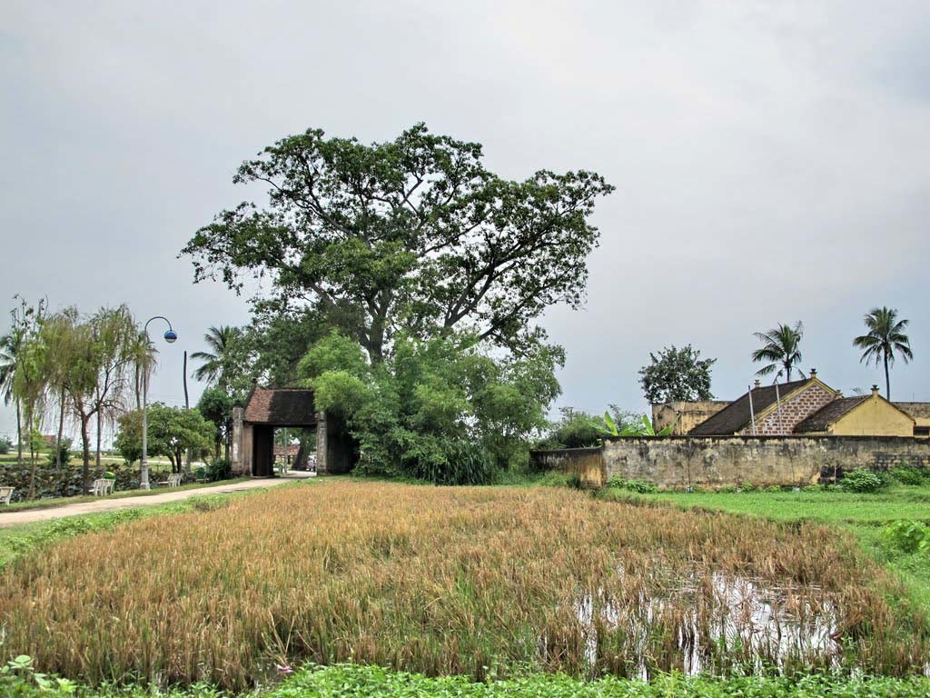 Hình ảnh cây đa khổng lồ - đặc trưng của làng quê Việt Nam