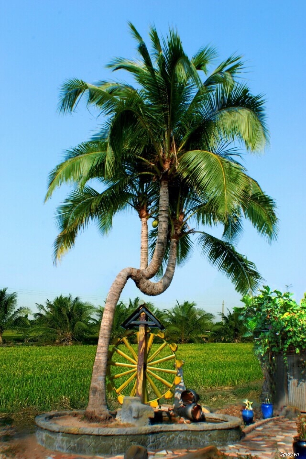Hình ảnh cây dừa 3 ngọn cực độc, cực lạ