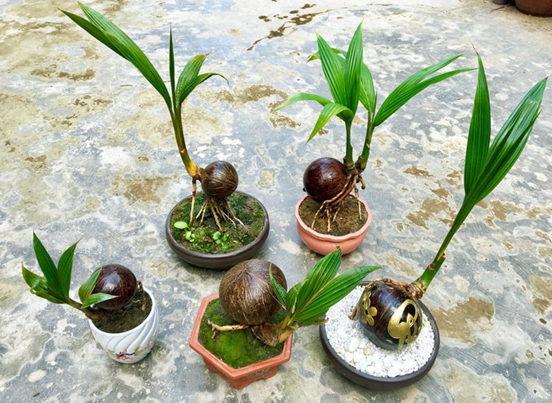 Hình ảnh cây dừa Bonsai độc lạ