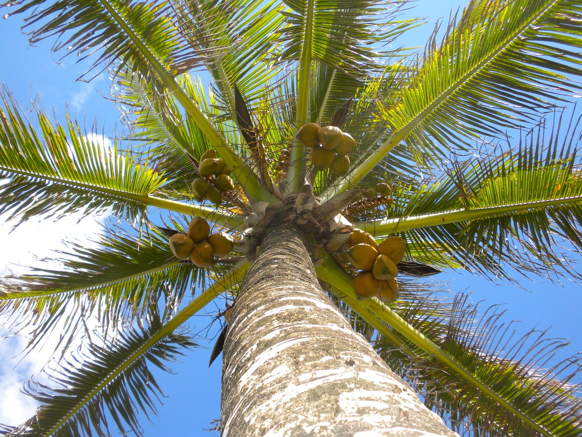 Hình ảnh cây dừa cực mát mắt
