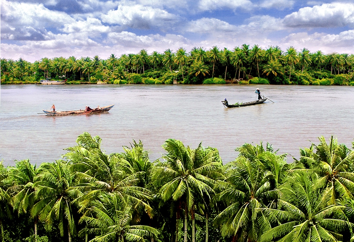 Hình ảnh cây dừa miền sông nước