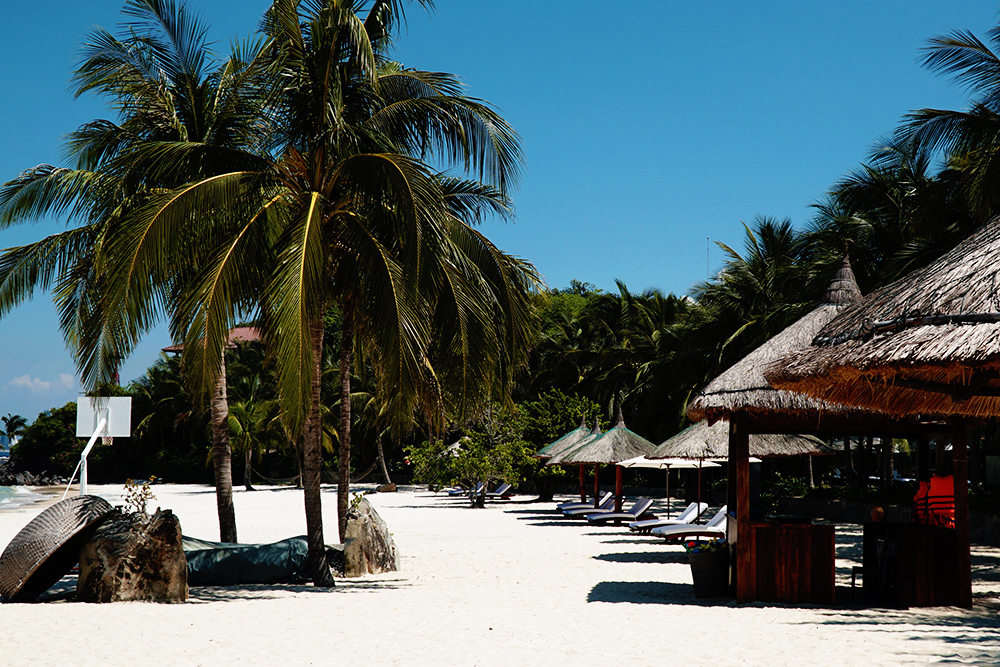 Hình ảnh cây dừa ở bãi biển cực đẹp