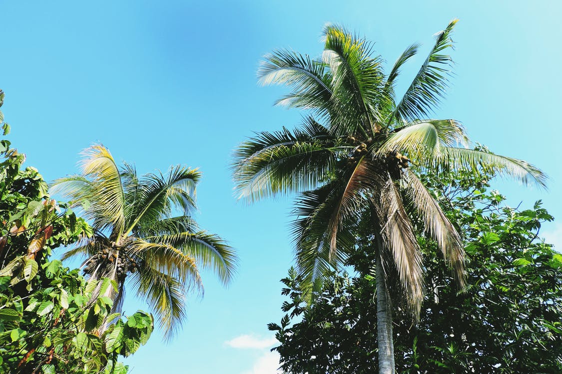 Hình ảnh cây dừa và trời xanh