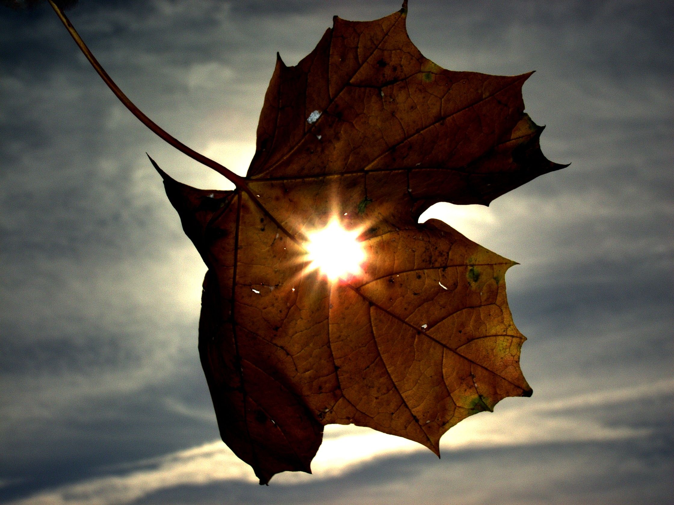 Hình ảnh chiếc lá và mặt trời đẹp