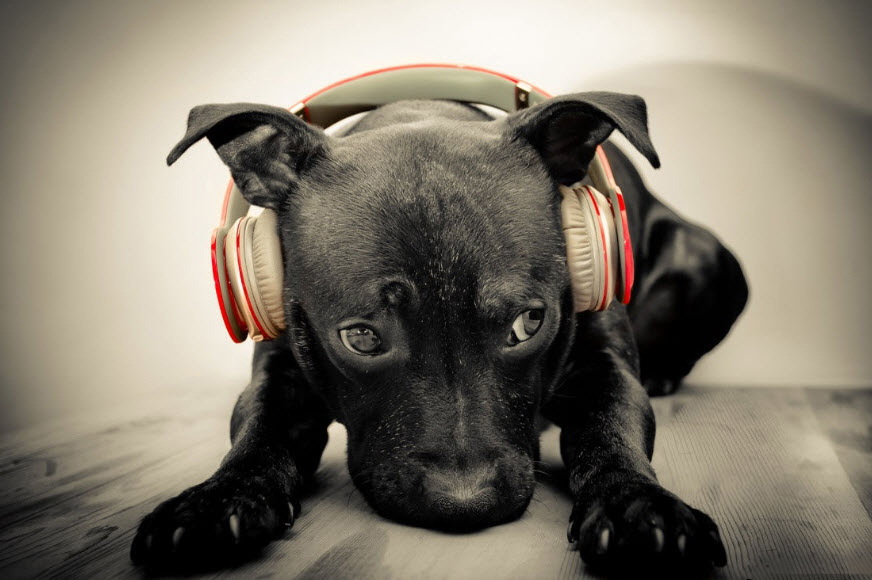 Hình ảnh cún con nghe nhạc
