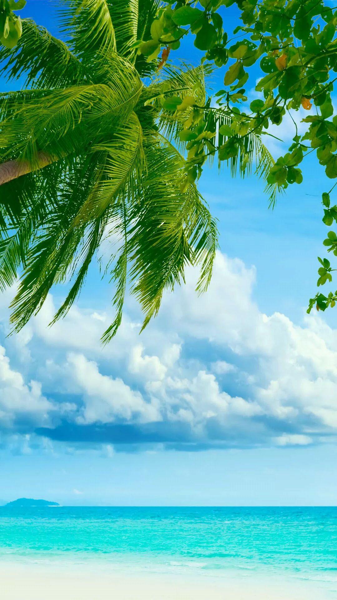 Hình ảnh đẹp về cây dừa với biển
