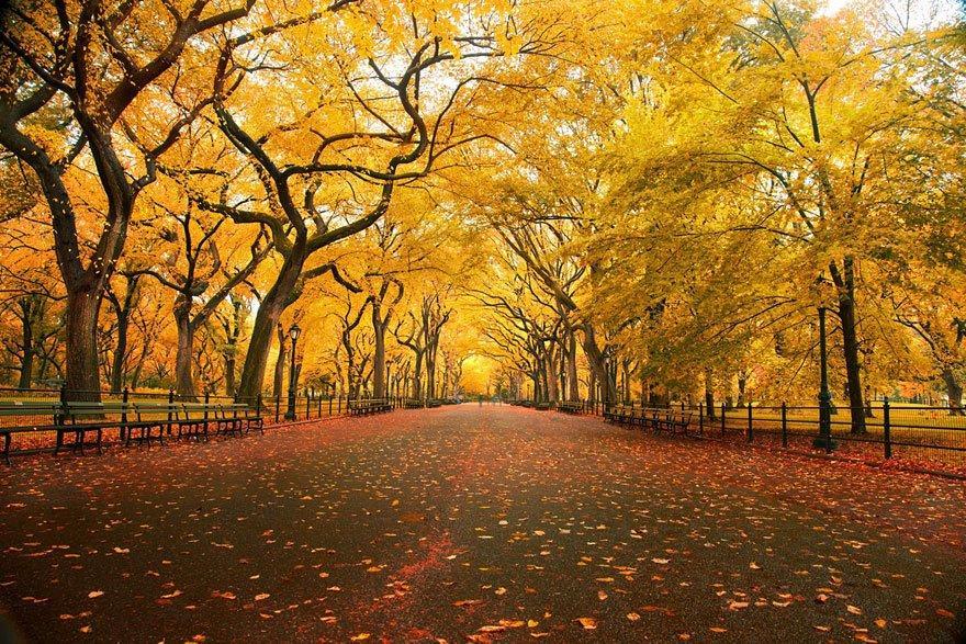 Hình ảnh đẹp về lá cây mùa thu
