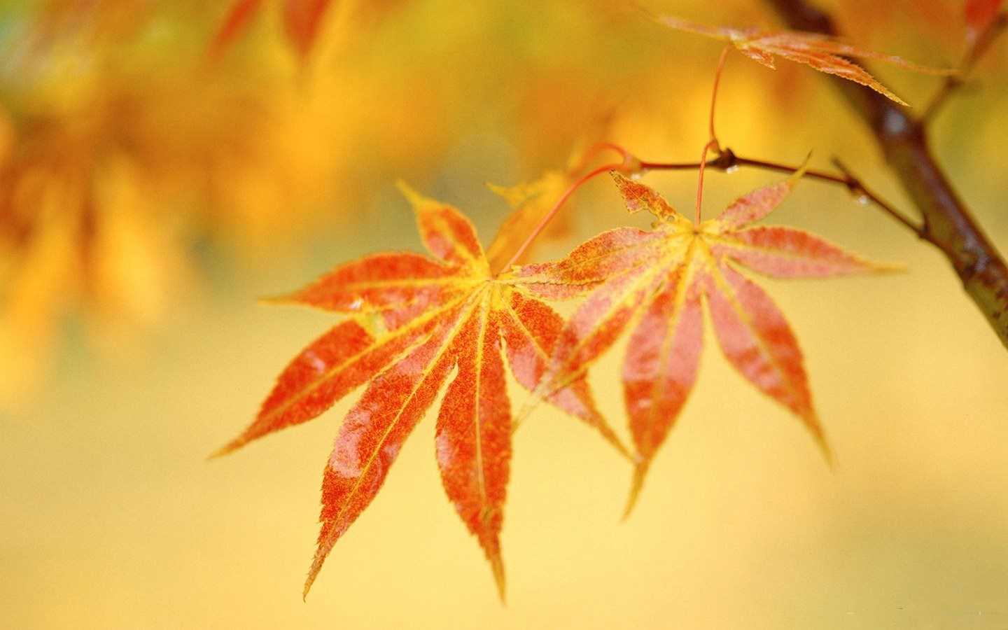 Hình ảnh đẹp về những chiếc lá mùa thu