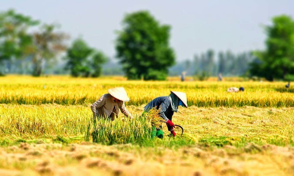 Hình ảnh làng quê Việt Nam mùa gặt