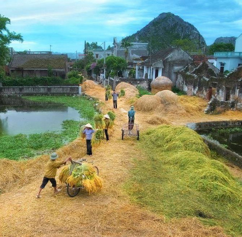 Hình ảnh làng quê Việt Nam vào vụ gặt