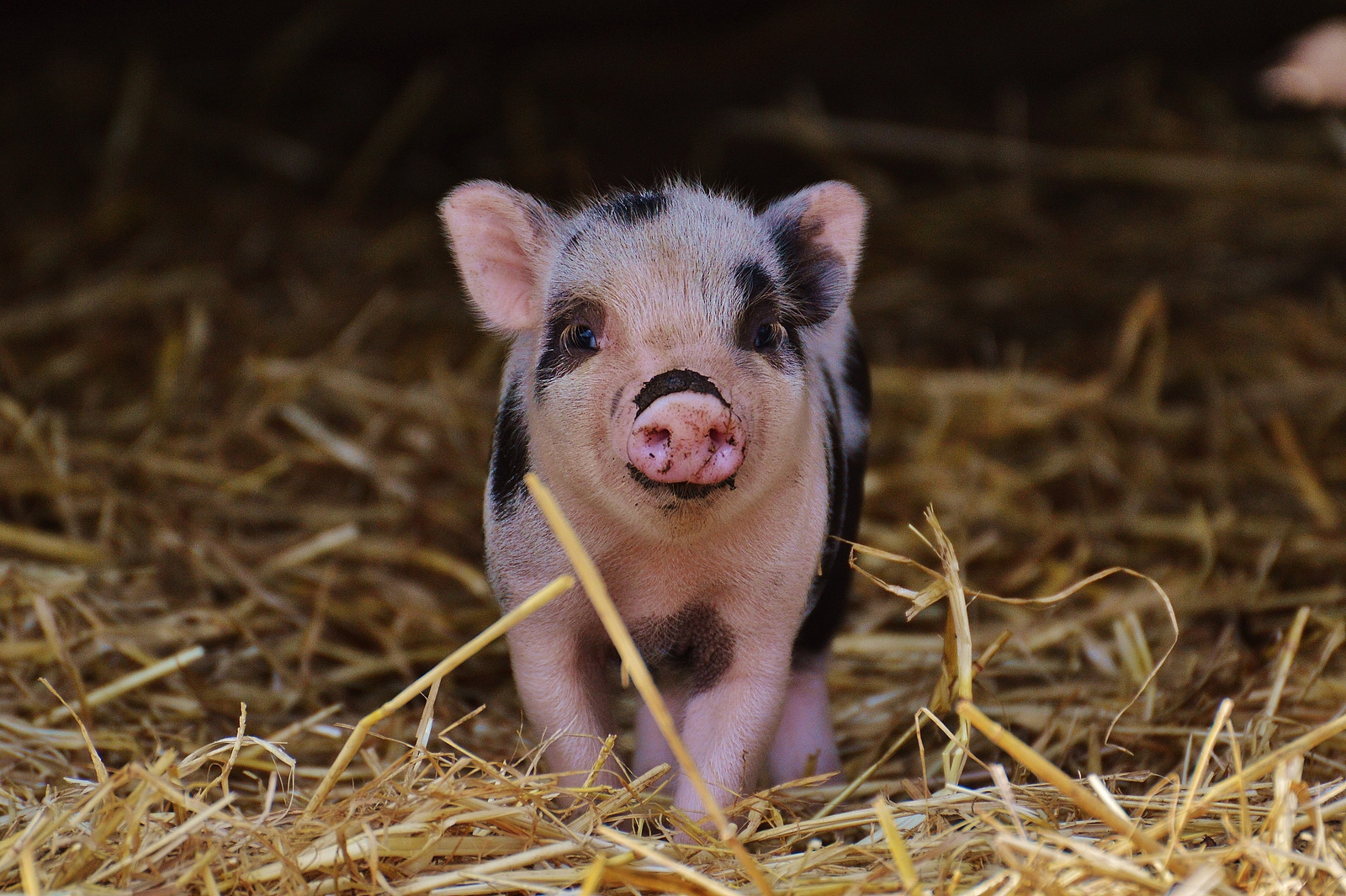 Hình ảnh lợn con cực cute