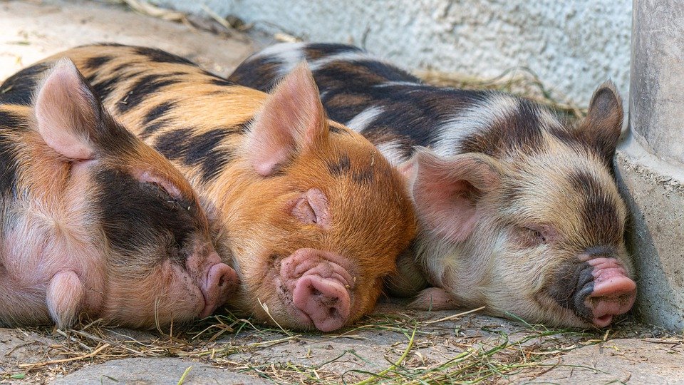 Hình ảnh lợn con đang ngủ dễ thương nhất