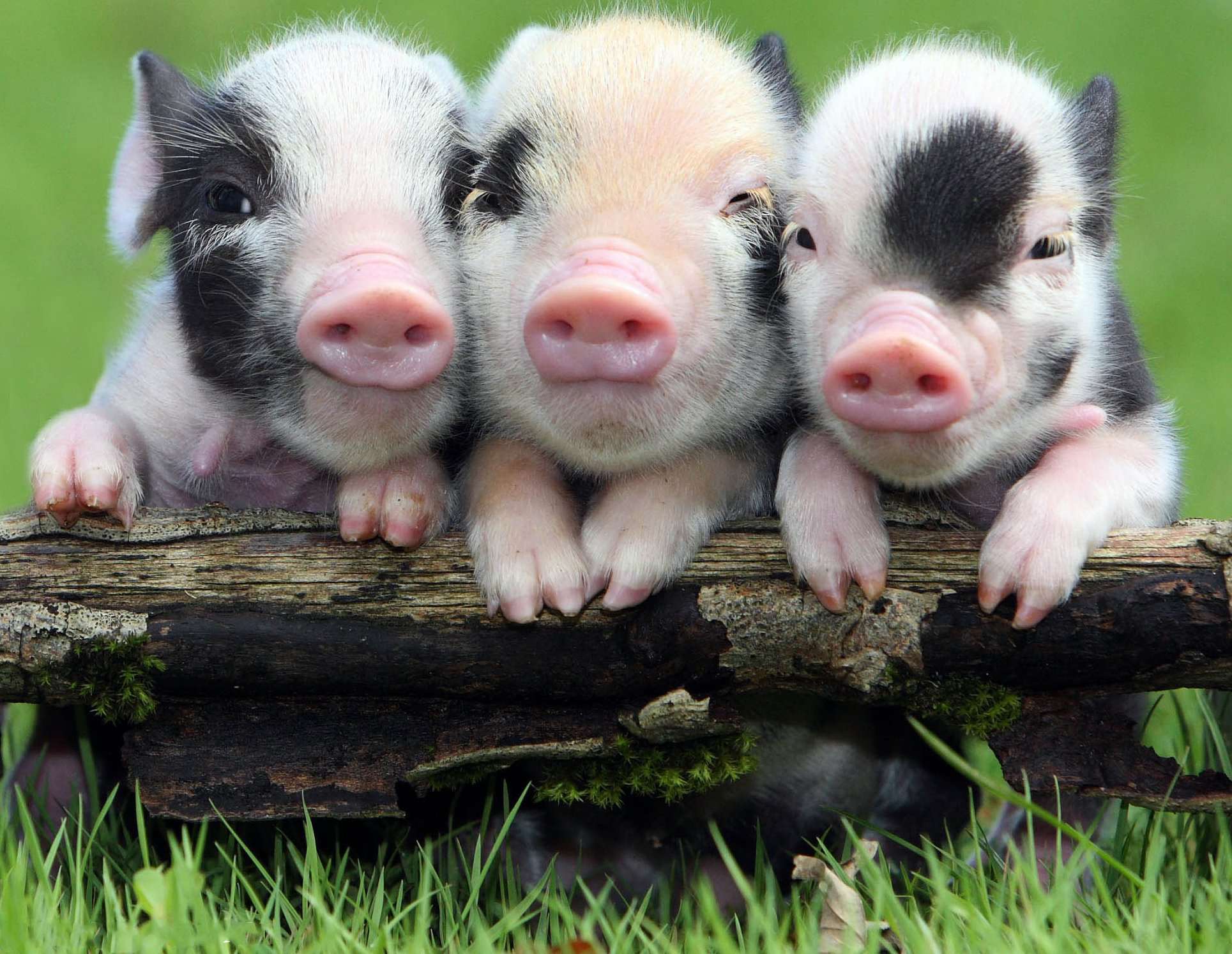 Hình ảnh lợn con dễ thương đẹp nhất